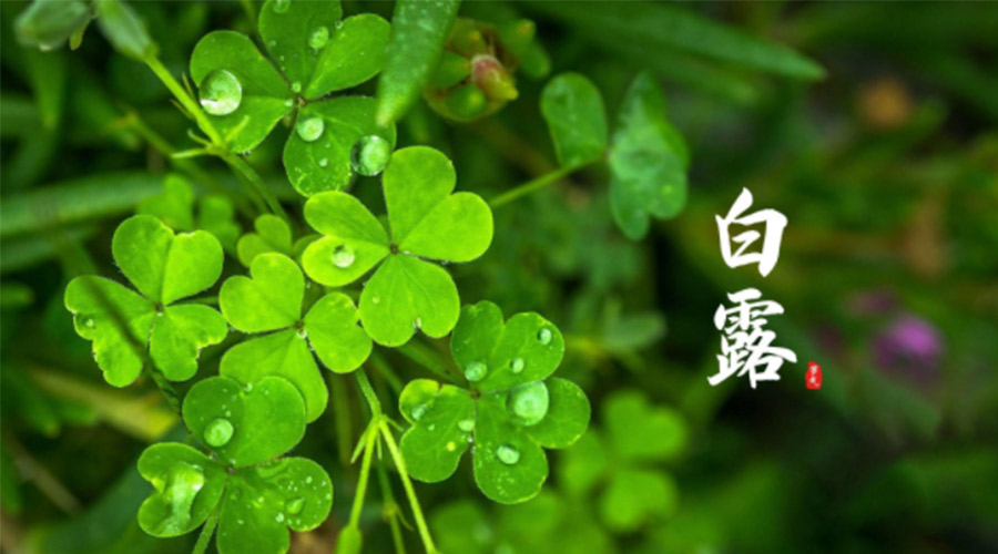 白露时节！ 九游app
提醒大家要注意这些事项