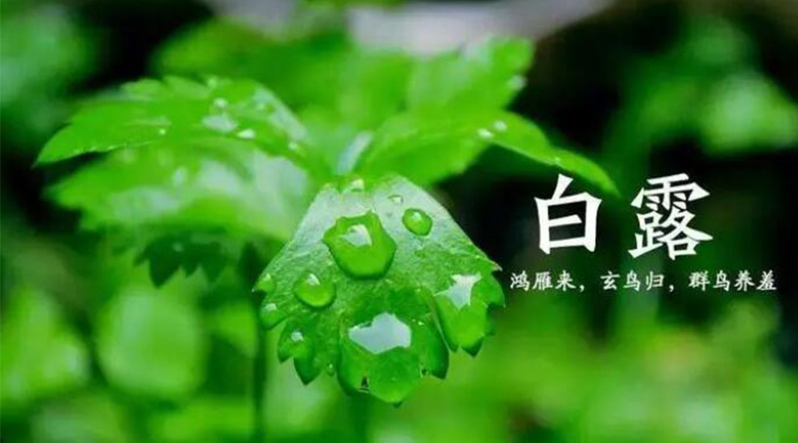 白露时节！九游app
提醒大家要注意的事项